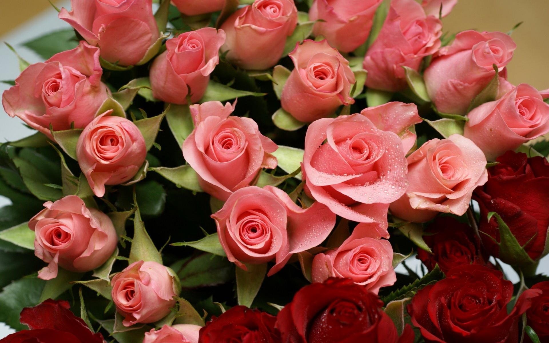 rose