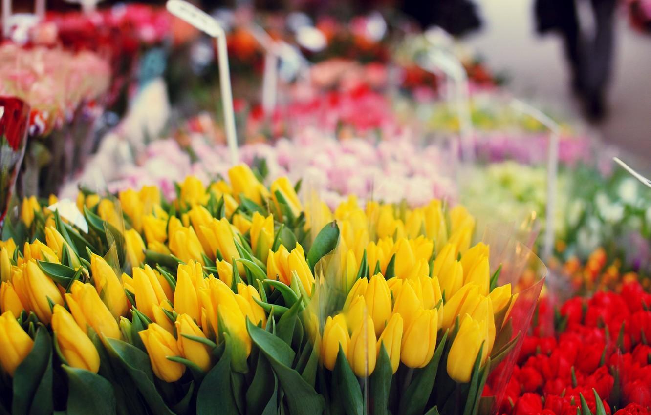 Tulip