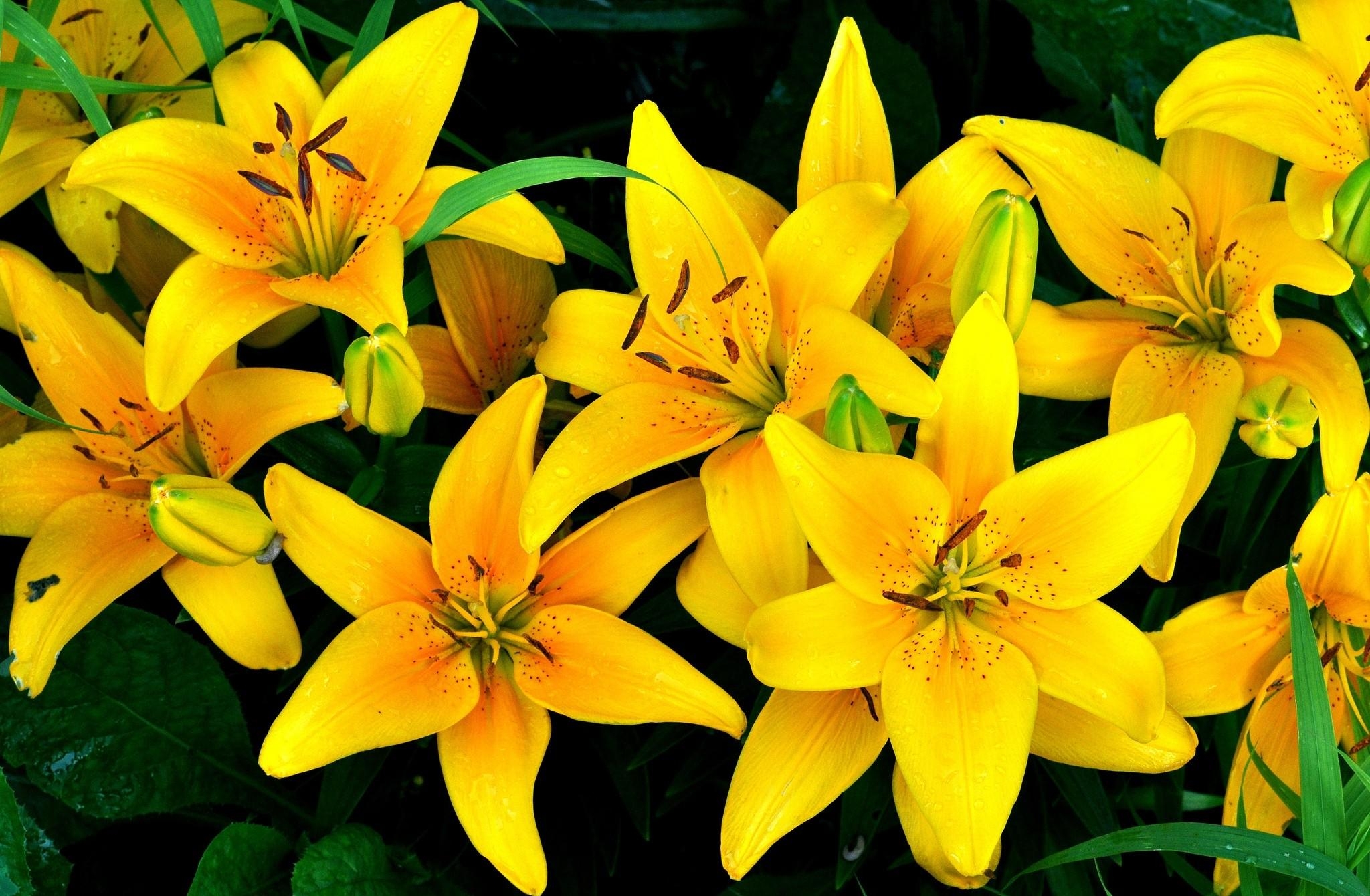 Lily
