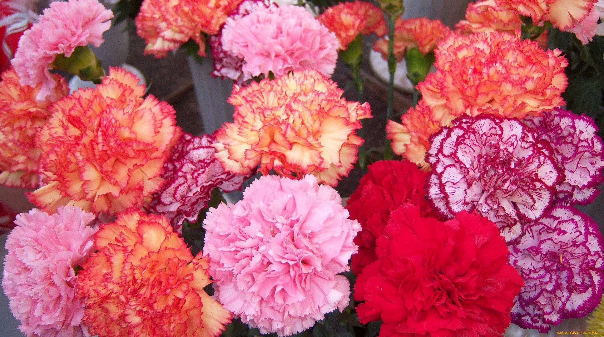 Carnation